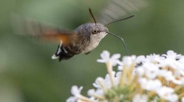 5 DSC_9557 Hummingbirdhwkmoth feeds EC ----- Reduced