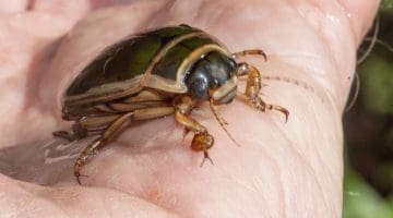 6 DSC_0167 Gt diving beetle on hand EC --- Reduced