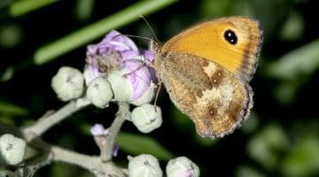 6 DSC_6478 Gatekeeper underside on bramble ECC - -