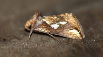 7 DSC_0067 Gold Spot (Plusia festucae) EC side view Lighter Reduced