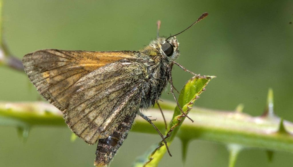 7 DSC_8280 Large skipper EC -- Reduced