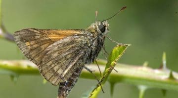7 DSC_8280 Large skipper EC -- Reduced