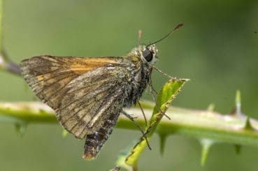 7 DSC_8280 Large skipper EC -- Reduced