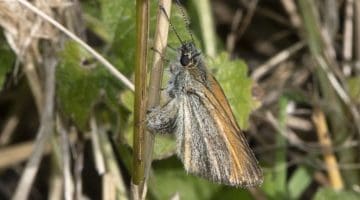 8 DSC_8316 Small skipper ECC