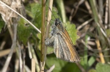 8 DSC_8316 Small skipper ECC
