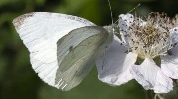 9 DSC_7373 Large white on bramble flower ECC --
