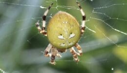 1 DSC_1508 Araneus quadratus 4-spots EC