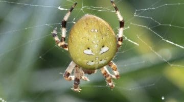 1 DSC_1508 Araneus quadratus 4-spots EC