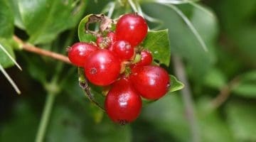 1. DSC_0535 Honeysuckle berries EC Reduced