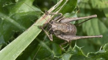 10 DSC_1557 Dark bush-cricket head view ECC