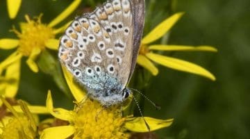 10. DSC_0947 Common blue ECC Reduced