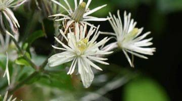2. DSC_0540 Clematis flower EC Reduced