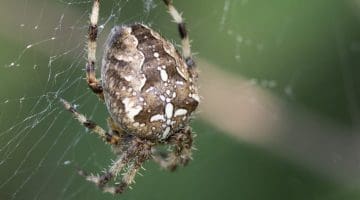 3 DSC_1810 Gdn cross spider ECC