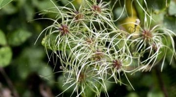 3. DSC_0544 Clematis fruits forming EC Reduced