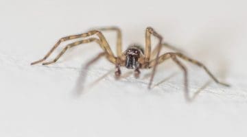 4 DSC_2244 Lace-weaver Amaurobius similis spider on bathroom wall