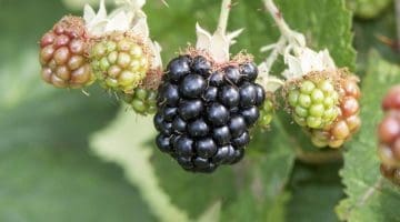 4. DSC_0622 Blackberries EC Reduced