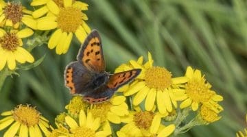 5 DSC_1861 Fine small copper EC