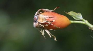 5. DSC_0555 Dog-rose hip EC Reduced