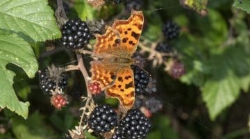 6 DSC_1921 Comma wings open EC