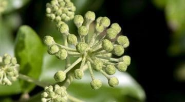 6. DSC_0549 Ivy flowers forming EC Reduced