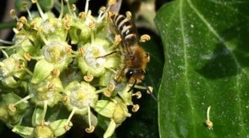 7 DSC_2055 Ivy bee on ivy EC -