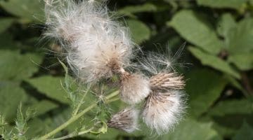 7. DSC_0564 Thistledown EC Reduced