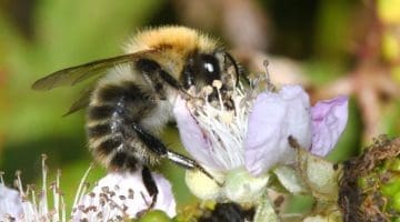 8 DSC_2018 Carder bee on bramble flwr EC