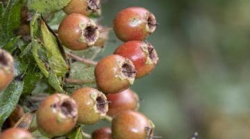 8. DSC_0641 Hawthorn berries EC Reduced