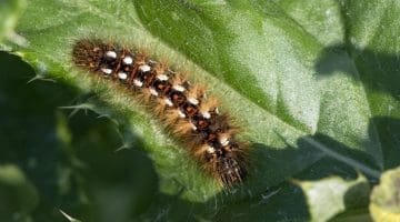9 DSC_1969 Knot grass moth caterpillar (Acronicta rumicis) EC