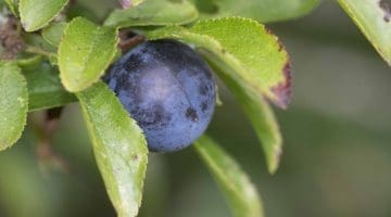 9. DSC_0673 Sloe berry EC Reduced