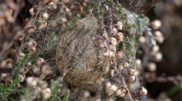 1 DSC_2279 Wasp spdr egg case EC Reduced