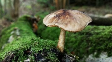 1 IMG_20211020_163318 Pluteus sp Fungus on sitting circle log EC