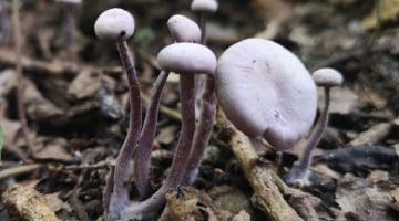 4 IMG_20211016_112557 Laccaria amethystea Amethyst Deciever EC