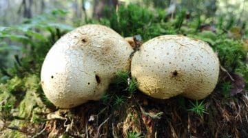 5 IMG_20211006_125317 Common earthball Scleroderma citrinum Reduced