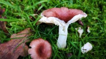 6 IMG_20211021_121837 Russula atropurpurea Blackish-purple russula EC