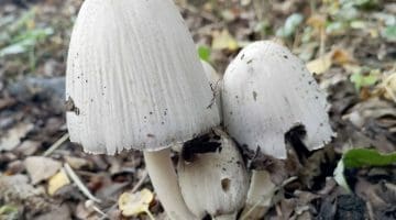7 IMG_20211010_165426 Coprinopsis atramentaria EC from back Reduced
