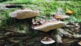 7 IMG_20211016_113308 Ganoderma sp