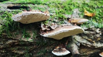 7 IMG_20211016_113308 Ganoderma sp