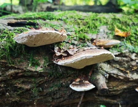 Wildlife Blog by Ron Allen – 22nd October 2021