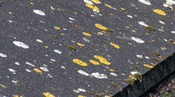 9 DSC_2557 Cabin Roof lichens EC