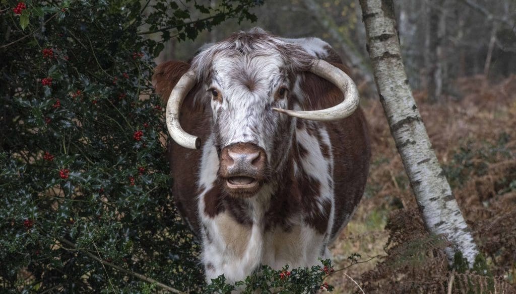 Old-English-longhorn-EC-Reduced