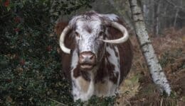 Old-English-longhorn-EC-Reduced