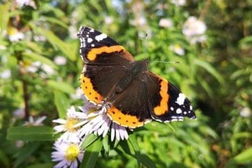 Red Admiral EC