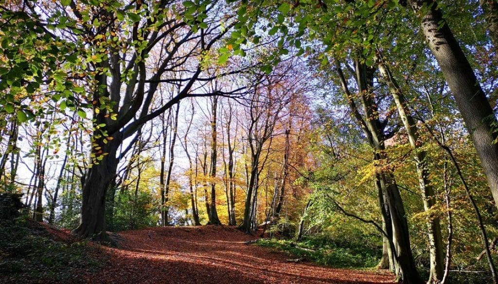 17-November-2021-Beech-trees-in-Mustercoombe-Copse-R
