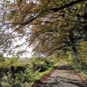 The wonderful oak-lined part of North Stroud Lane.