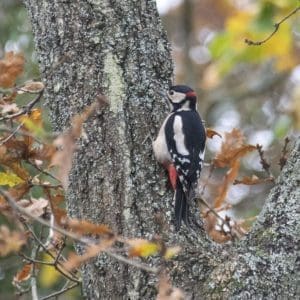 Great spotted woodpecker on our oak tree.
