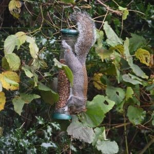 Squirrel raiding the bird feeder. 