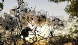 Sunset-old-mans-beard-19-Dec-2021-C-Reduced