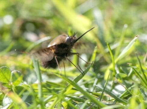 Dotted bee-fly looking for a mining bee nest in which to lay it's eggs