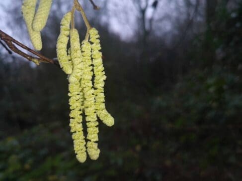 Brilliant golden early hazel catkins.
